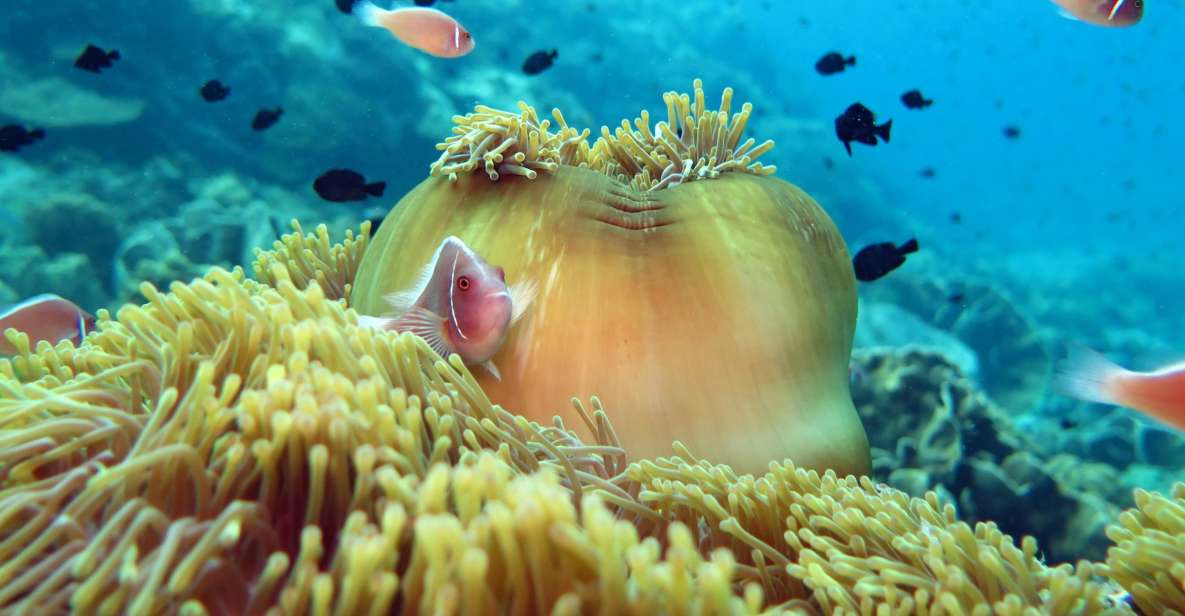 Koh Chang: Snorkeling Trip to Reefs or Wrecks with Lunch - Practical tips to make the day smoother (and less painful)