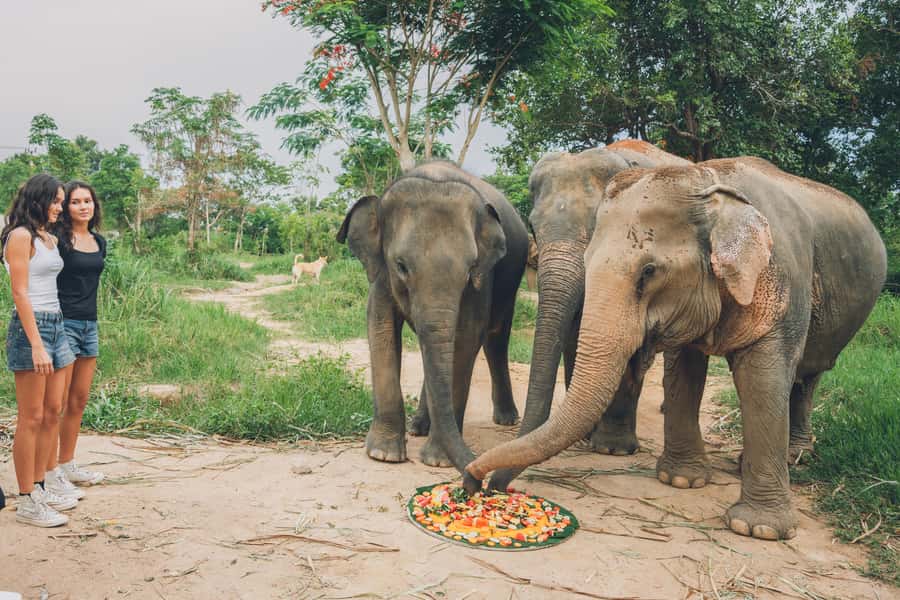 Koh Samui: Elephant Kingdom Sanctuary Half-Day Tour - Who this tour fits best (and who should think twice)