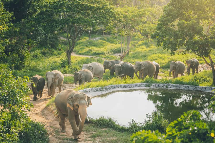 Koh Samui: Elephant Kingdom Sanctuary Half-Day Tour - Elephant Kingdom in Koh Samui: what “ethical observation-only” really looks like