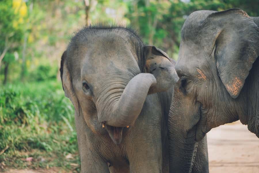 Koh Samui: Elephant Kingdom Sanctuary Half-Day Tour - First steps inside: intro on Asian elephants and rescued lives