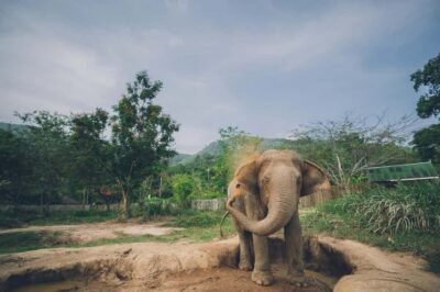 Koh Samui: Elephant Kingdom Sanctuary Half-Day Tour - Getting to the sanctuary: pickup timing across Koh Samui