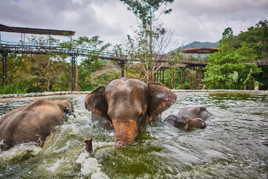 Koh Samui: Elephant Kingdom Sanctuary Half-Day Tour - Making elephant medicine balls: the hands-on part that changes the whole vibe