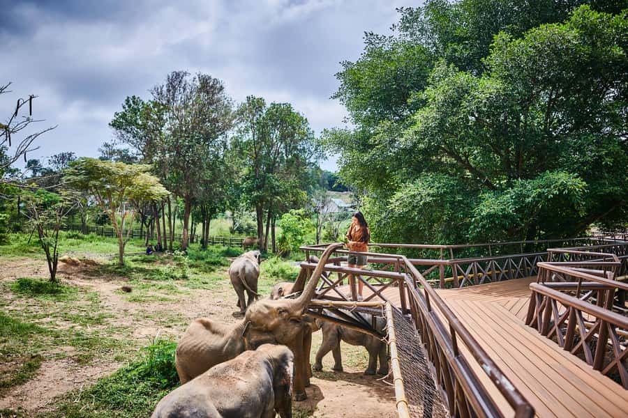 Koh Samui: Elephant Kingdom Sanctuary Half-Day Tour - The 400-meter skywalk: feeding with a safe view