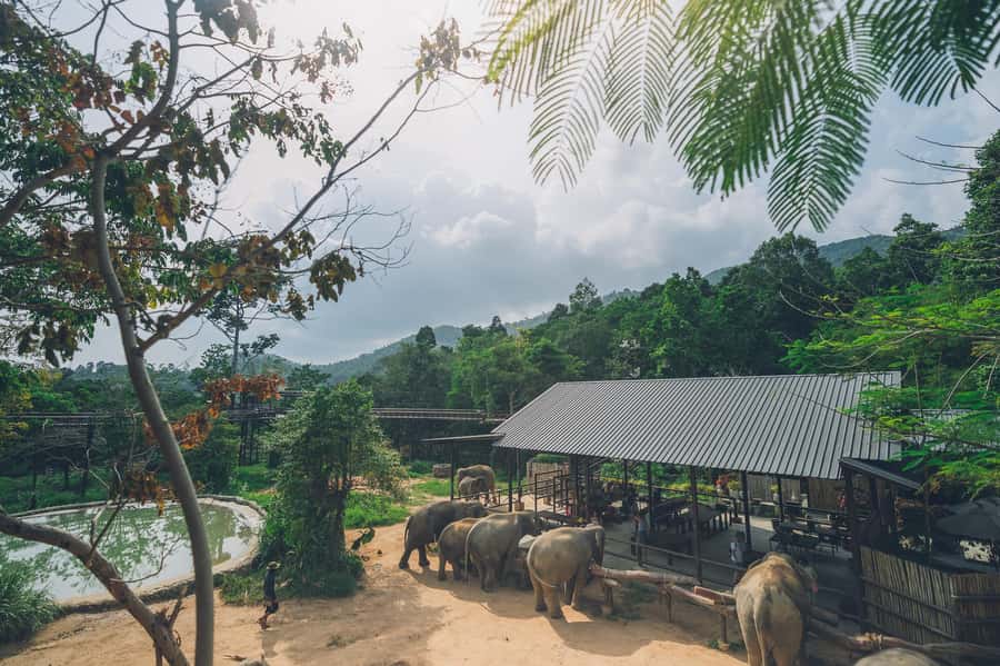 Koh Samui: Elephant Kingdom Sanctuary Half-Day Tour - Walking to the mud pit: playtime without rides or tricks