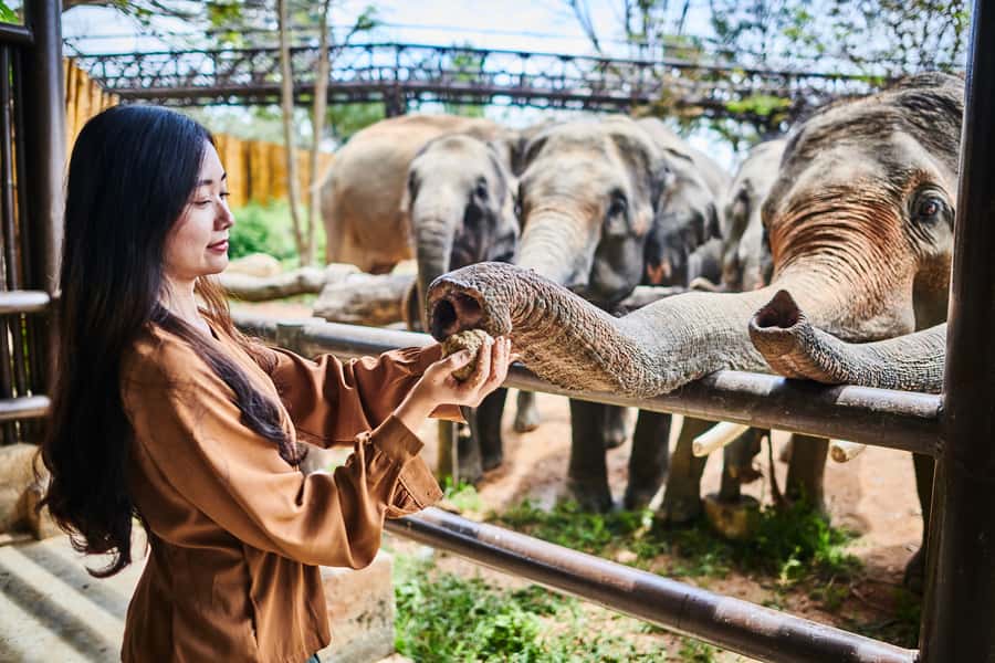 Koh Samui: Elephant Kingdom Sanctuary Half-Day Tour - Price and value: what $96 really buys in Koh Samui