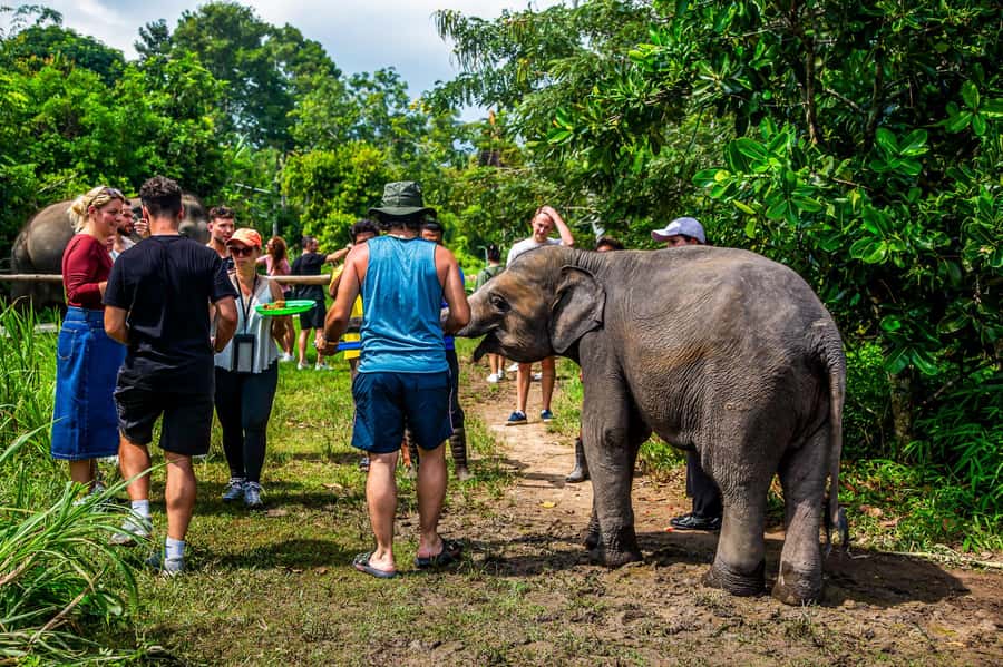 Koh Samui: Elephant Sanctuary and Jungle Tour with Lunch - Picking Koh Samui’s Jungle Route: Why This Tour Makes Sense