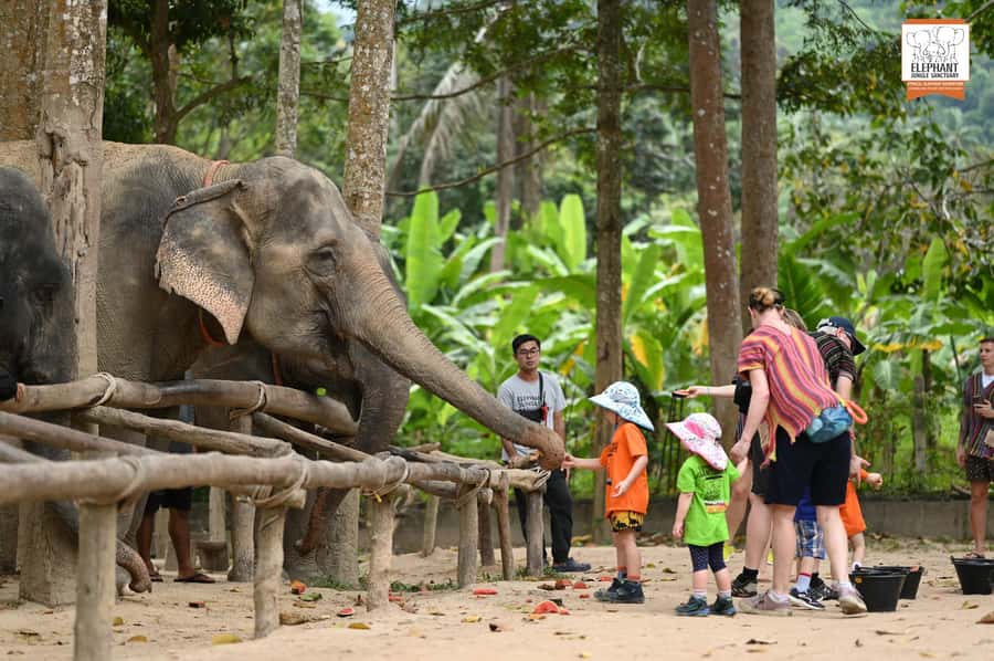 Koh Samui: Elephant Sanctuary Entry and Feeding Experience - Ethical Elephant Feeding in Koh Samui: What You Really Get
