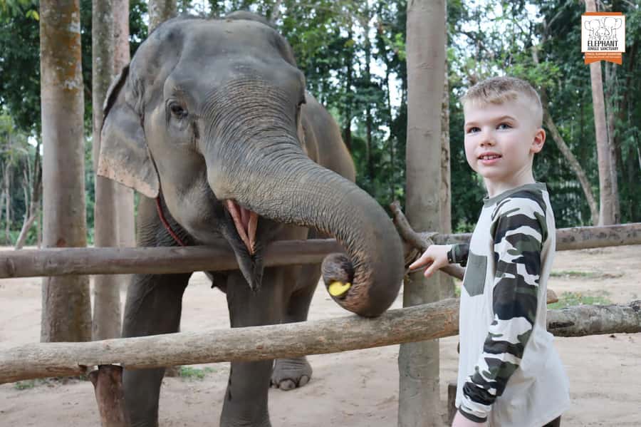 Koh Samui: Elephant Sanctuary Entry and Feeding Experience - What the Sanctuary Setting Teaches You About Welfare