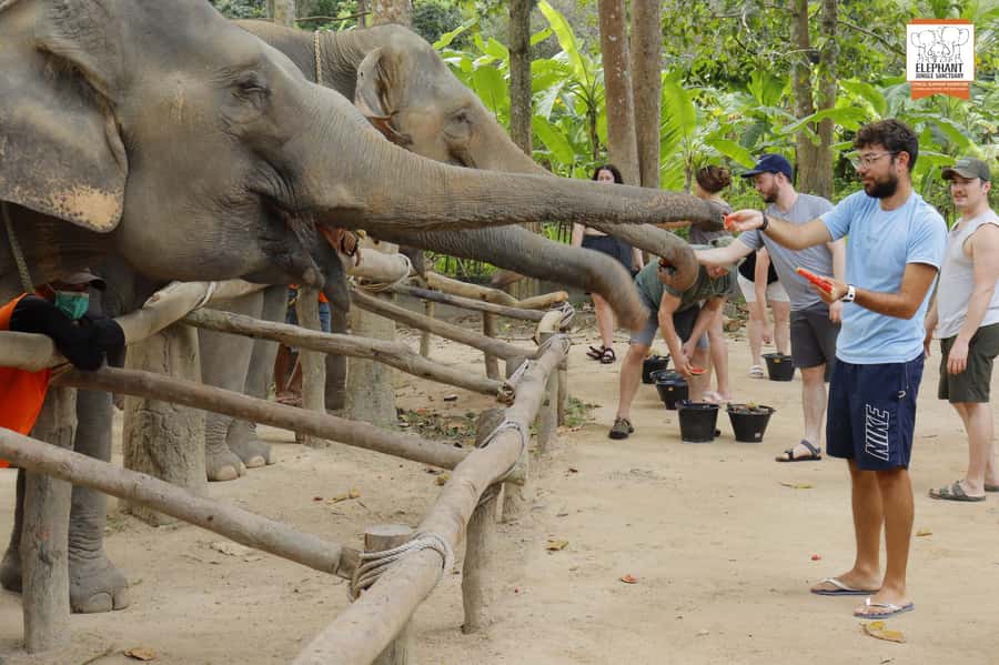 Koh Samui: Elephant Sanctuary Entry and Feeding Experience - Your 1-Hour Schedule at the Sanctuary Feeding Camp