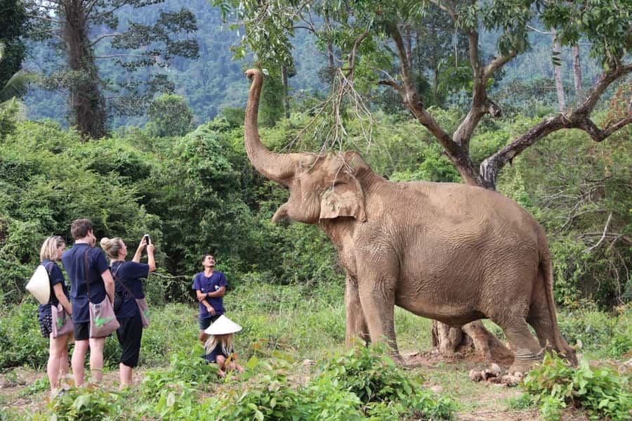 Koh Samui: Ethical Elephant Home Guided Tour with Transfers - Key highlights to look for