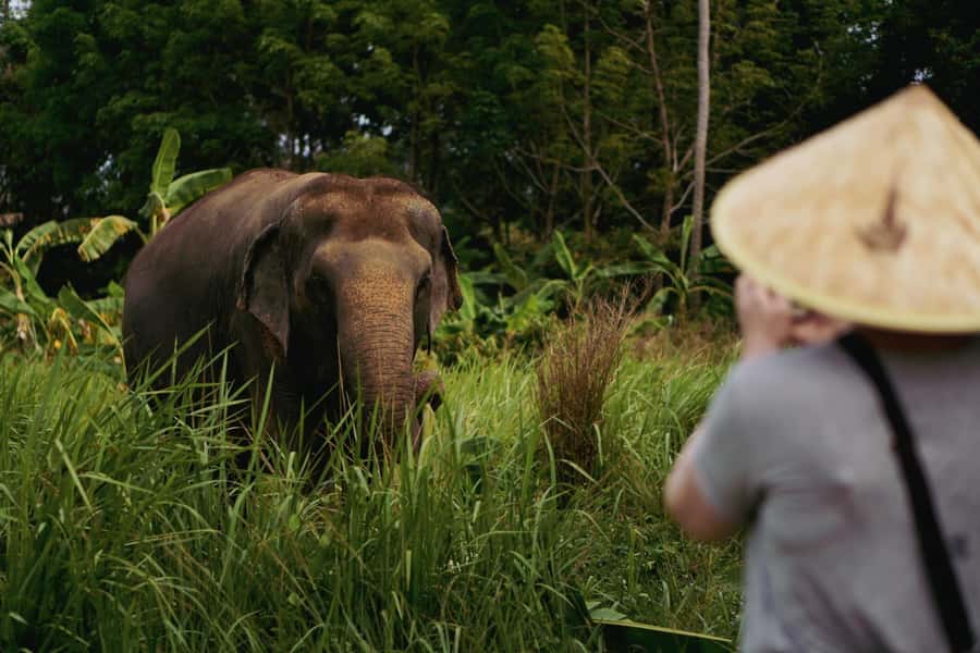 Koh Samui: Ethical Elephant Home Guided Tour with Transfers - A 4-hour ethical elephant day on Koh Samui