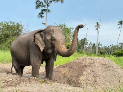 Koh Samui: Ethical Elephant Home Guided Tour with Transfers - Samui Elephant Museum: Thai elephant heritage without the fluff