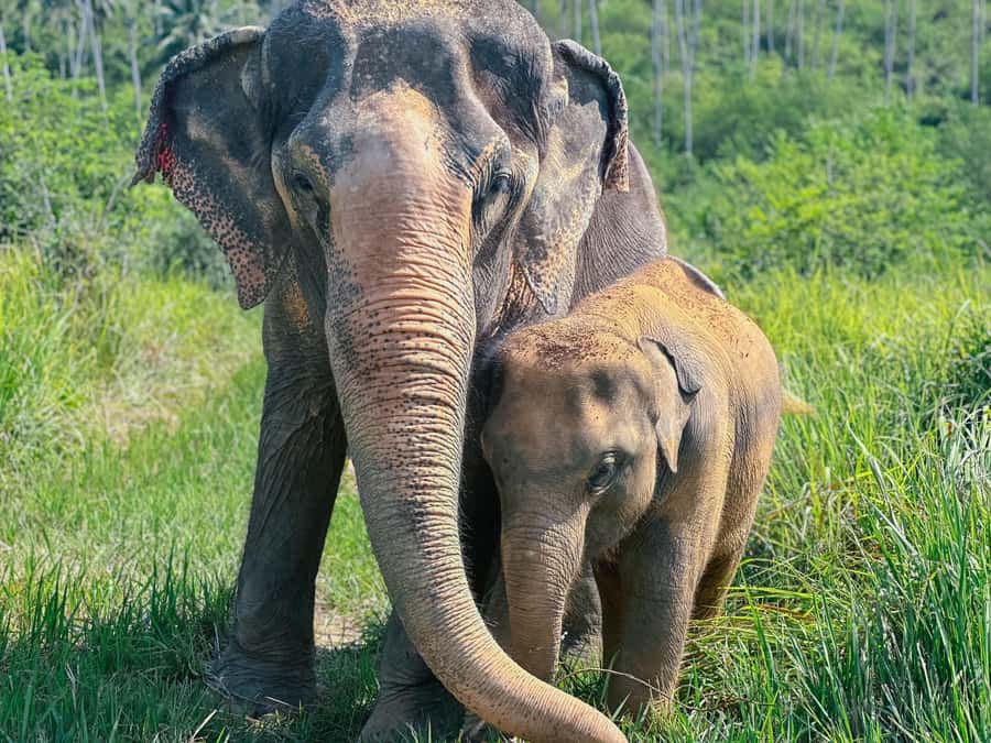 Koh Samui: Ethical Elephant Home Guided Tour with Transfers - Seed bombs: small action, real forest intent