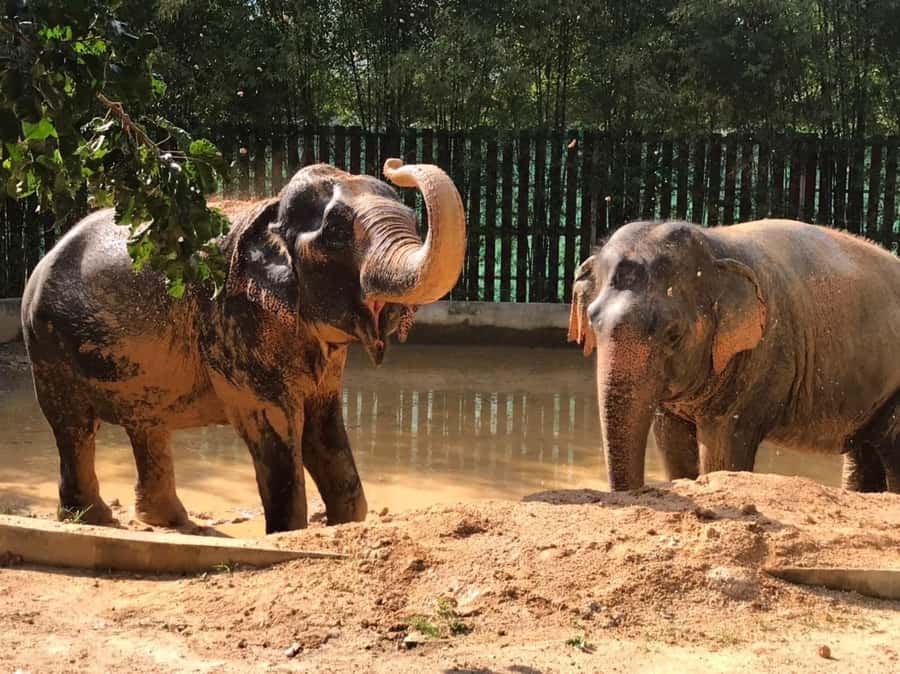 Koh Samui: Ethical Elephant Home Guided Tour with Transfers - Transfers, meals, and what to bring