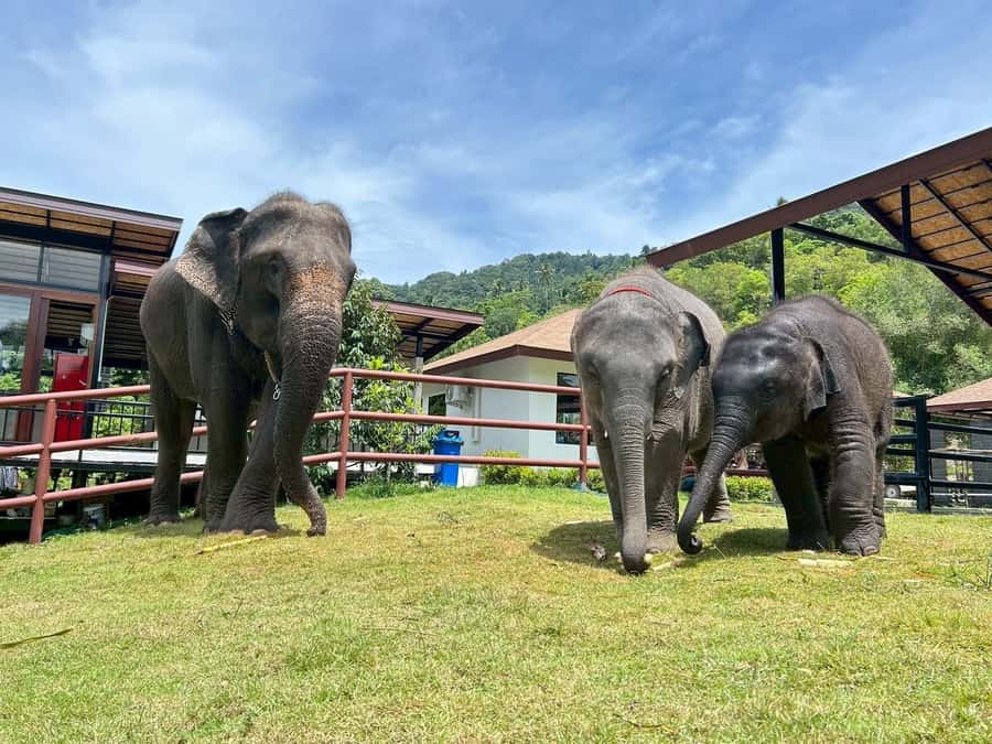 Koh Samui: Half-Day Island Highlights Tour with Hotel Pickup - Wat Phra Yai (Big Buddha): The Icon Stop That Hits
