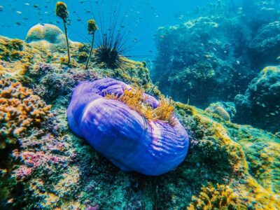 Koh Samui: Koh Tao and Nangyuan Snorkeling Tour with Lunch - Getting to Insea Speedboat Pier: Transfers, Check-In, and Packing Like a Pro