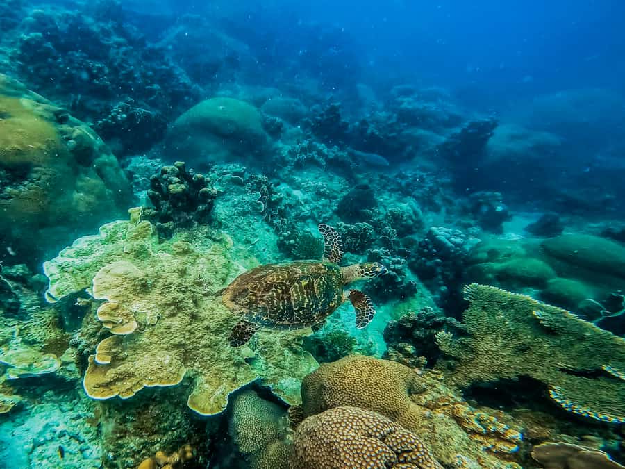Koh Samui: Koh Tao and Nangyuan Snorkeling Tour with Lunch - Nangyuan Island: Snorkel, Sunbathe, and the Viewpoint Climb to Reward Your Legs
