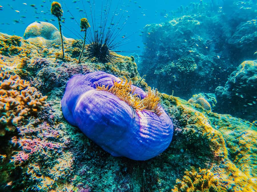 Koh Samui: Koh Tao and Nangyuan Snorkeling Tour with Lunch - Getting to Insea Speedboat Pier: Transfers, Check-In, and Packing Like a Pro