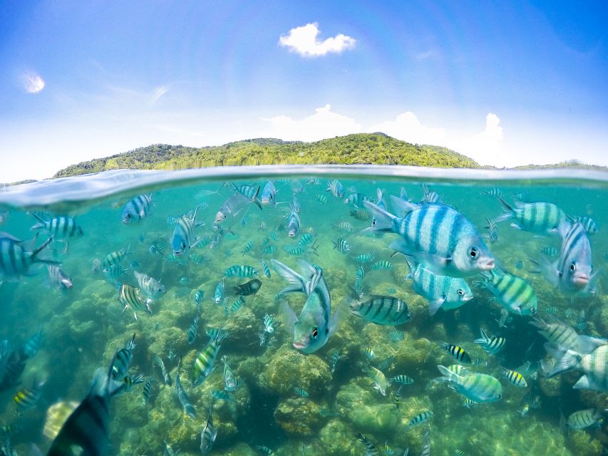 Koh Samui: Pig Island Tour by Speedboat with Snorkeling - Why this Pig Island speedboat feels like good value