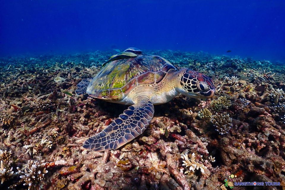 Koh Tao: Islands Snorkeling Highlights Day Tour & Lunch - The guides, the photos, and the little things that add up