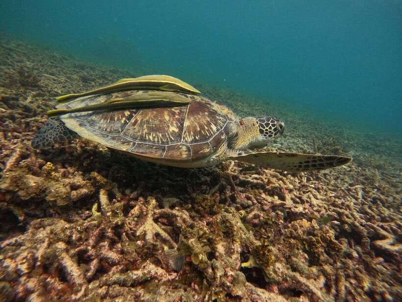 Koh Tao: Koh Nangyuan & Hidden Bays Snorkeling Tour w/ Lunch - Ao Leuk and Shark Bay: the turtle and reef-shark odds