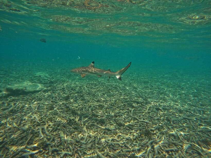 Koh Tao: Koh Nangyuan & Hidden Bays Snorkeling Tour w/ Lunch - Free underwater photos: how you get pictures without stressing