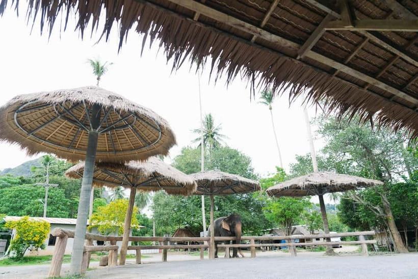 Krabi: Ao Nang Elephant Sanctuary Half-Day Tour - Krabi to Ao Nang Elephant Sanctuary: how the half-day flows