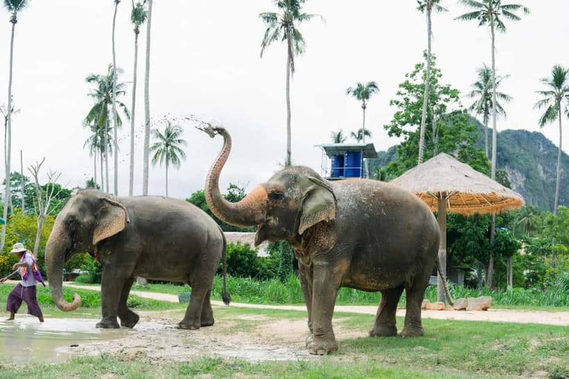 Krabi: Ao Nang Elephant Sanctuary Half-Day Tour - Banana feeding and free-roaming interaction (with real boundaries)