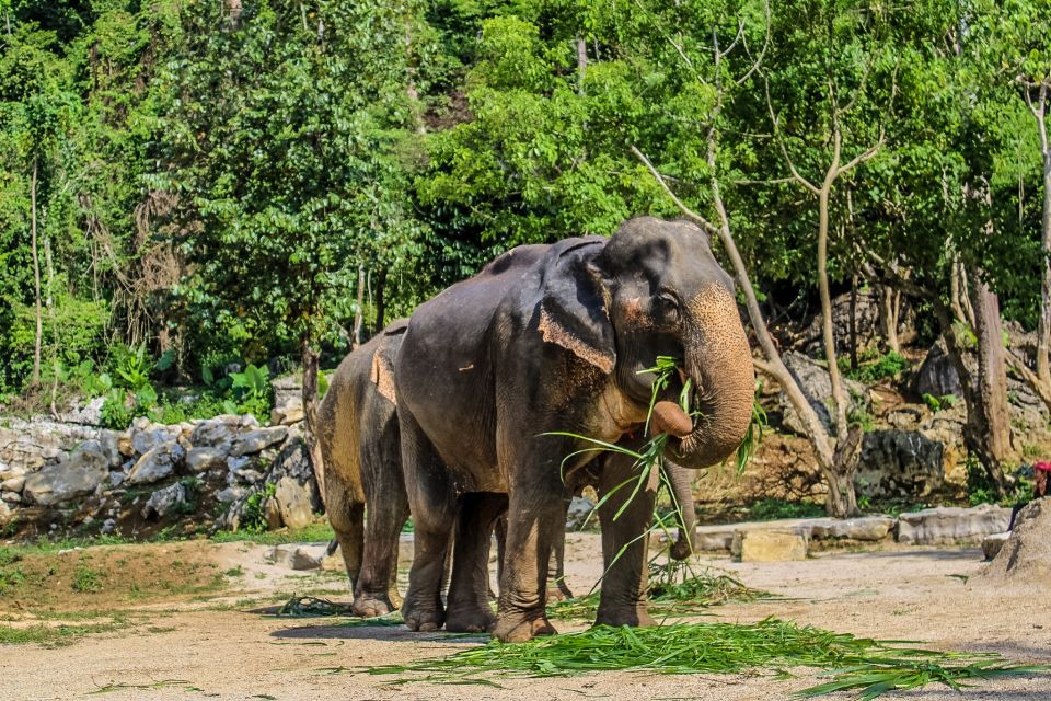 Krabi: Ao Nang Elephant Sanctuary Half-Day Tour - Preparing natural dietary supplements: the part most people skip