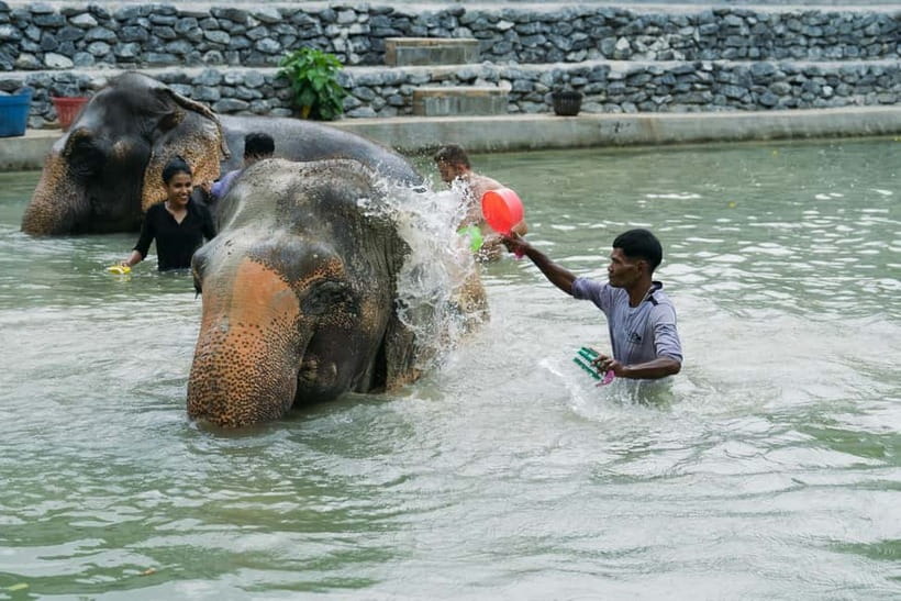 Krabi: Ao Nang Elephant Sanctuary Half-Day Tour - The elephant mud spa: sunscreen logic meets real muck