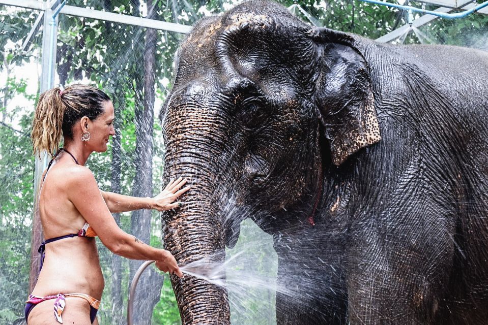 Krabi: Elephant Bathing Session at Krabi Elephant Shelter - Krabi Elephant Shelter: why this session feels grounded