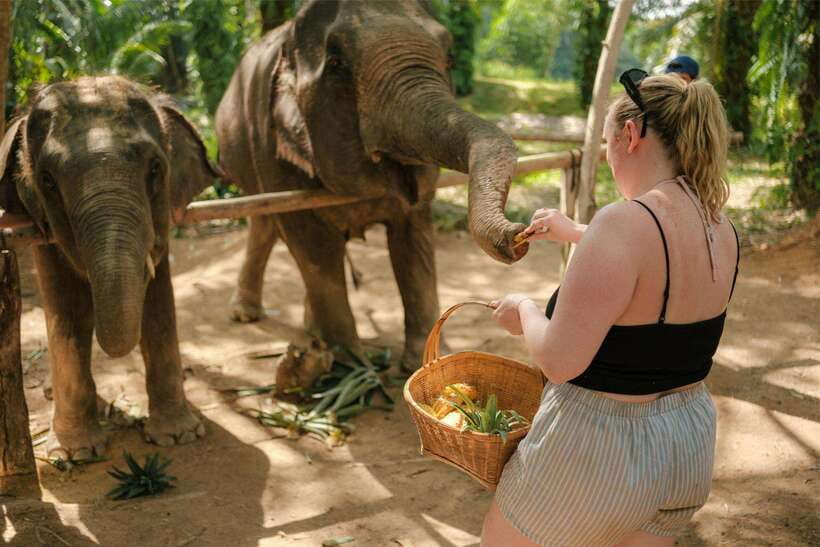 Krabi: Elephant Sanctuary (near Ao Nang) Visit - Timing tips: when to book for the best experience
