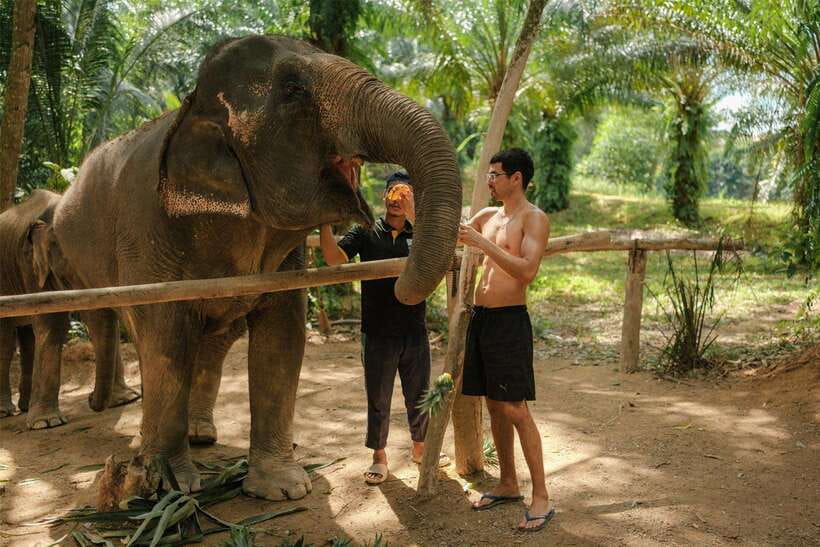 Krabi: Elephant Sanctuary (near Ao Nang) Visit - Your transport starts the experience: Ao Nang pickup that actually helps