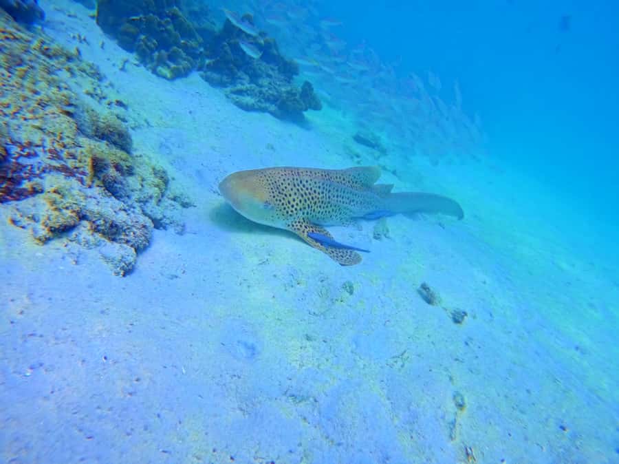 Phi Phi & Bamboo Islands: Premium Day Trip w/ Seaview Lunch - Getting to Phi Phi From Phuket: the morning logistics that set the tone