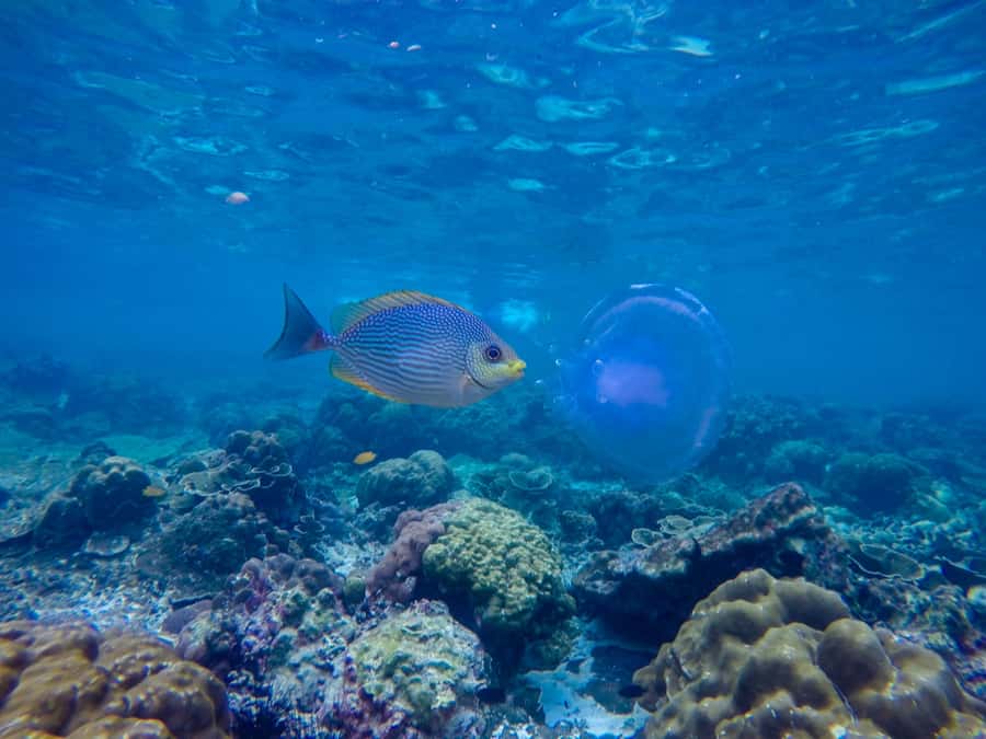 Phi Phi & Bamboo Islands: Premium Day Trip w/ Seaview Lunch - Phi Phi Don Lunch at a 4.5-Star Resort: the break that keeps the day fun