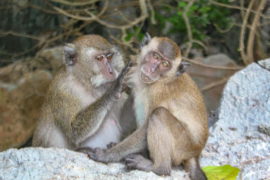 Phi Phi & Bamboo Islands: Premium Day Trip w/ Seaview Lunch - Maya Bay: the famous beach stop, with crowds as the main reality