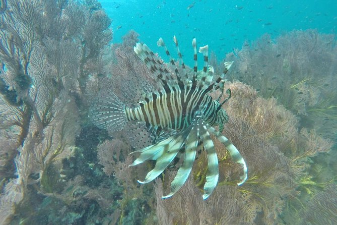 Phi Phi Early Bird & 4 Islands - Day Tour by Speedboat From Krabi - Boat comfort and group size that actually matters