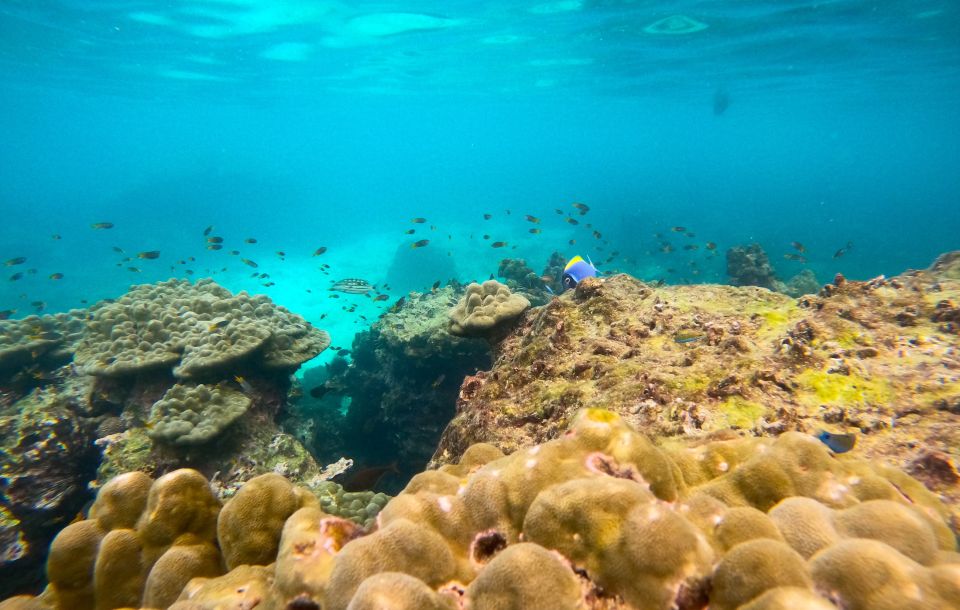 Phi Phi: Morning Speedboat Tour to Maya Bay with Snorkel - Key Things I’d Use to Decide If This Tour Fits You