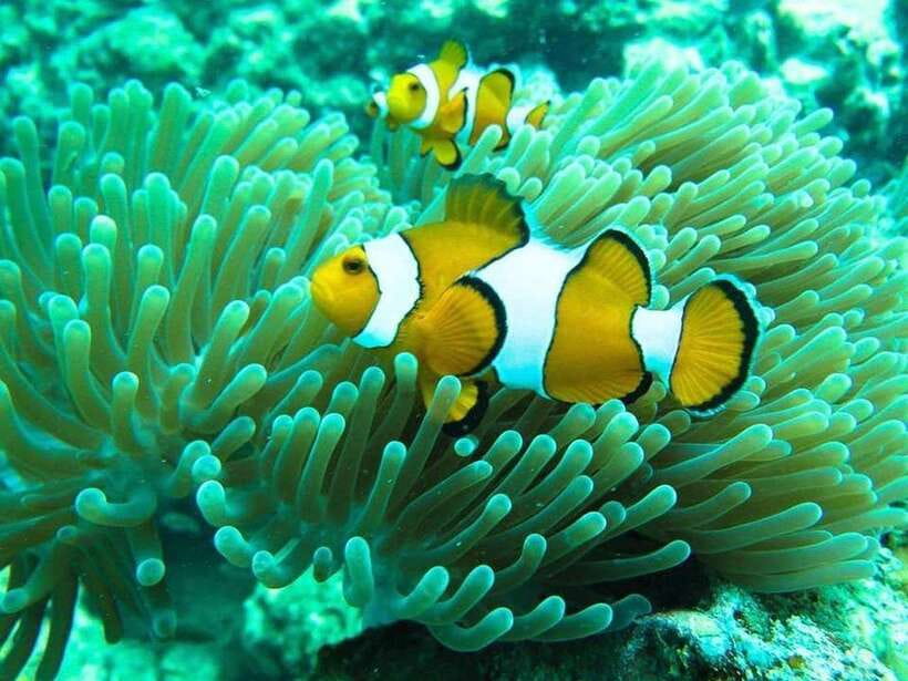 Phuket: 3 Khai Islands Relax & Snorkeling Half/Full Day Tour - Getting to Roong Siam Pier: the check-in details that save time