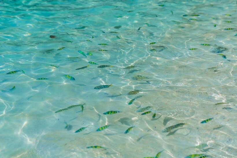Phuket: 3 Khai Islands Relax & Snorkeling Half/Full Day Tour - Khai Nok Island: shallow snorkeling and a quieter beach rhythm