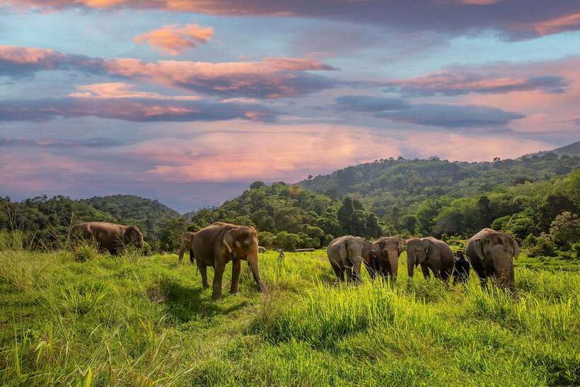 Phuket: Bukit Elephant Park Sanctuary Walk and Feed Tour - Key things that make this Phuket elephant tour worth your time
