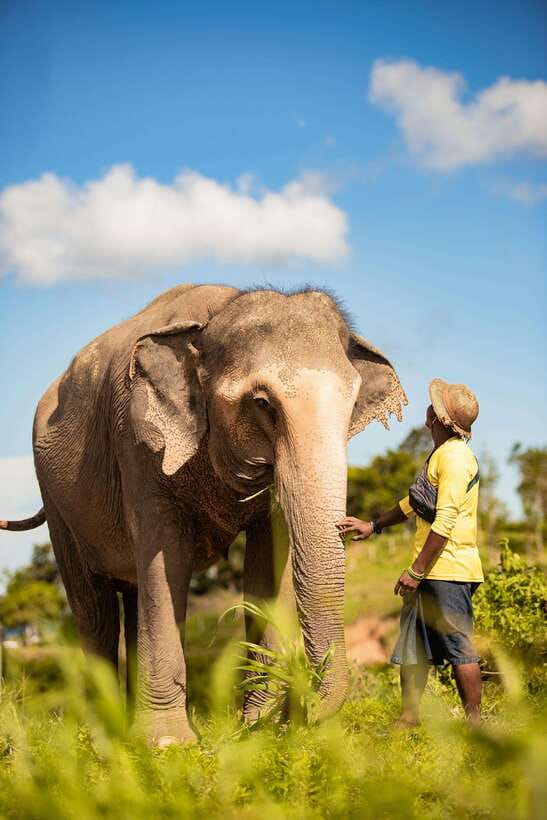 Phuket: Bukit Elephant Park Sanctuary Walk and Feed Tour - Arrival at the sanctuary: what happens before you meet the elephants