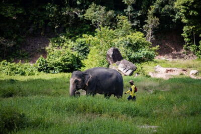 Phuket: Bukit Elephant Park Sanctuary Walk and Feed Tour - Hotel pickup and timing: joined van means be ready