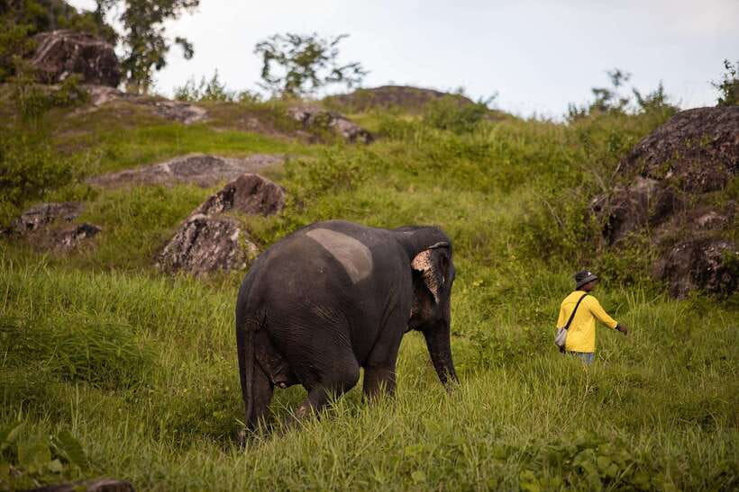 Phuket: Bukit Elephant Park Sanctuary Walk and Feed Tour - Feeding bananas: the closest moment, with the right boundaries