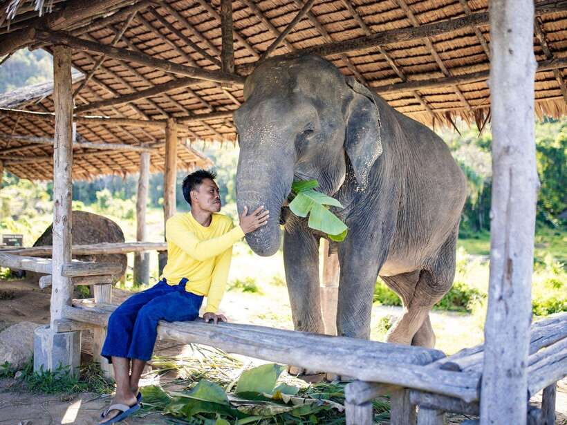 Phuket: Bukit Elephant Park Sanctuary Walk and Feed Tour - What to bring, and what rules keep it ethical