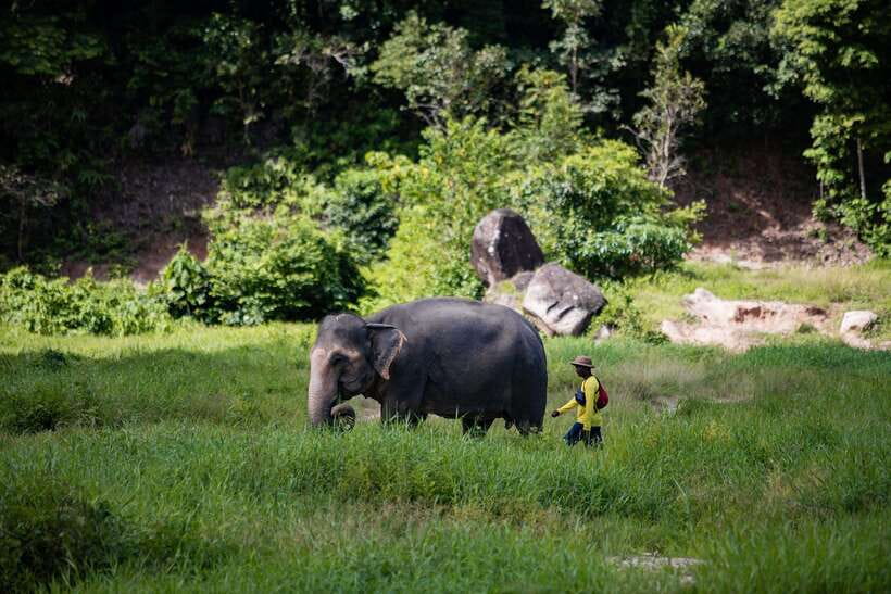Phuket: Bukit Elephant Park Sanctuary Walk and Feed Tour - Hotel pickup and timing: joined van means be ready