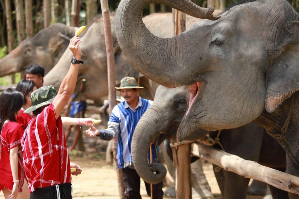 Phuket: Elephant Experience with Lunch or Dinner and Pickup - Why Kerchor Elephant Family Phuket feels different from a basic elephant show