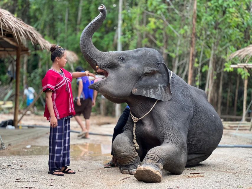 Phuket: Elephant Experience with Lunch or Dinner and Pickup - Jungle walk: watching elephant behavior in green nature