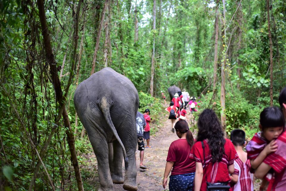 Phuket: Elephant Experience with Lunch or Dinner and Pickup - Thai buffet lunch or dinner: included meal, but manage expectations
