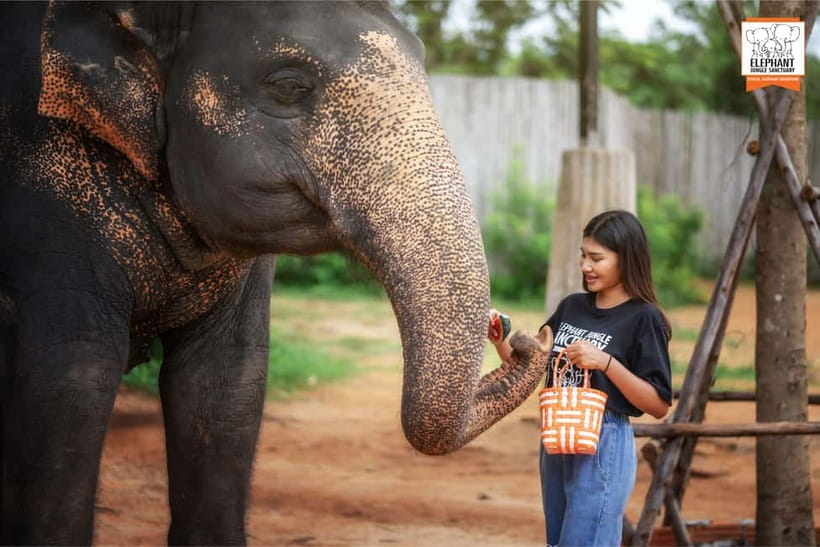 Phuket: Elephant Jungle Sanctuary Ethical Feeding Experience - Small Considerations That Will Help You Enjoy It More
